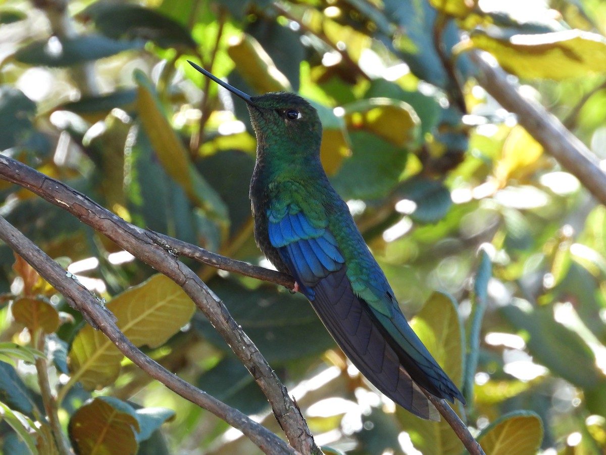 Blauflügelkolibri - ML646557271