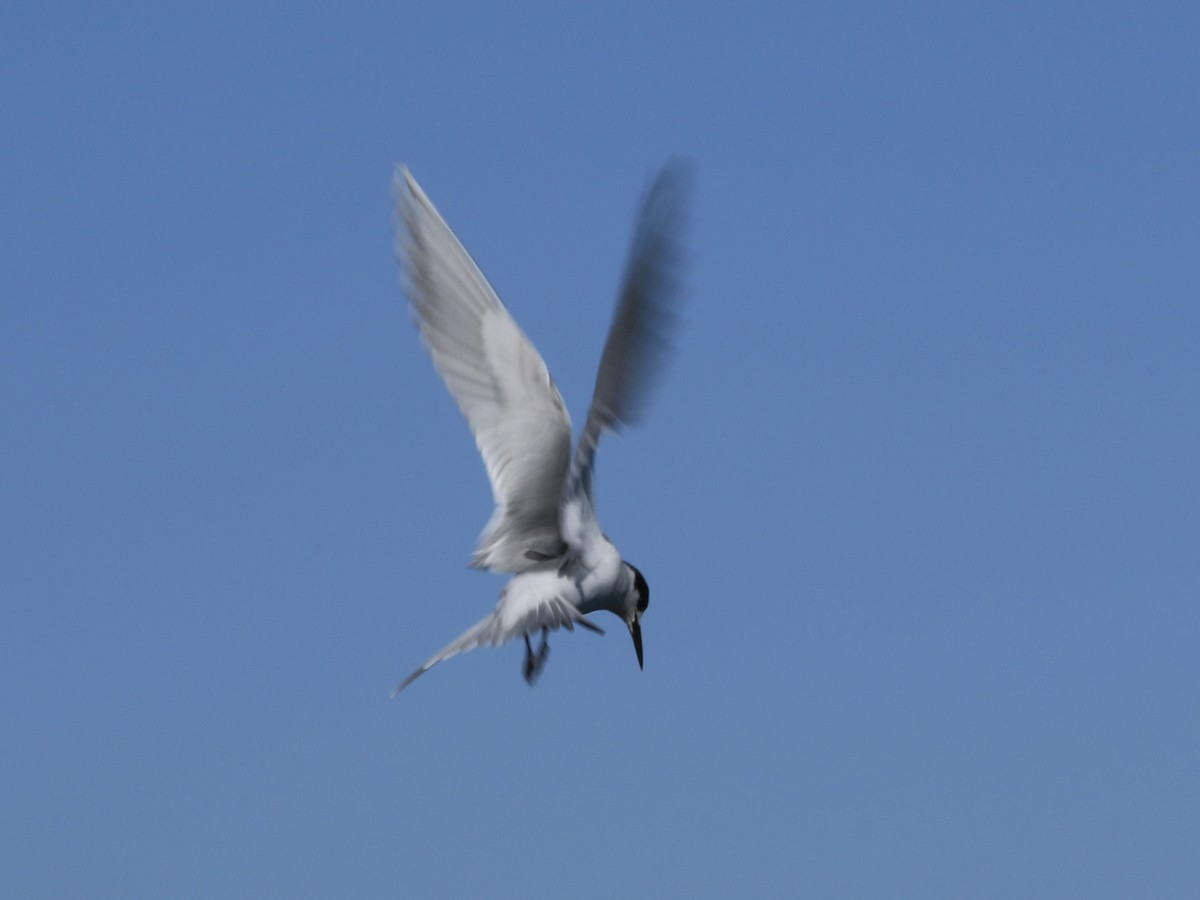 Forster's Tern - ML646557272