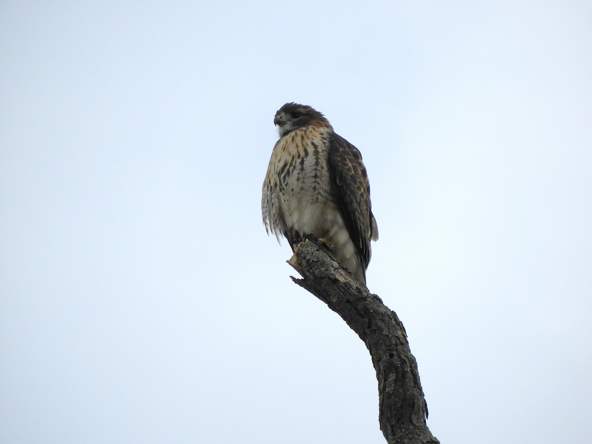 Red-tailed Hawk - ML646557281