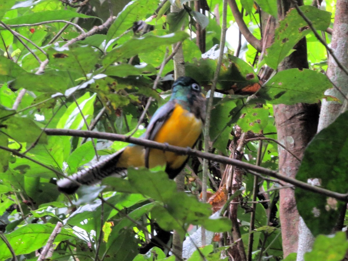 Graceful Black-throated Trogon - ML646557282