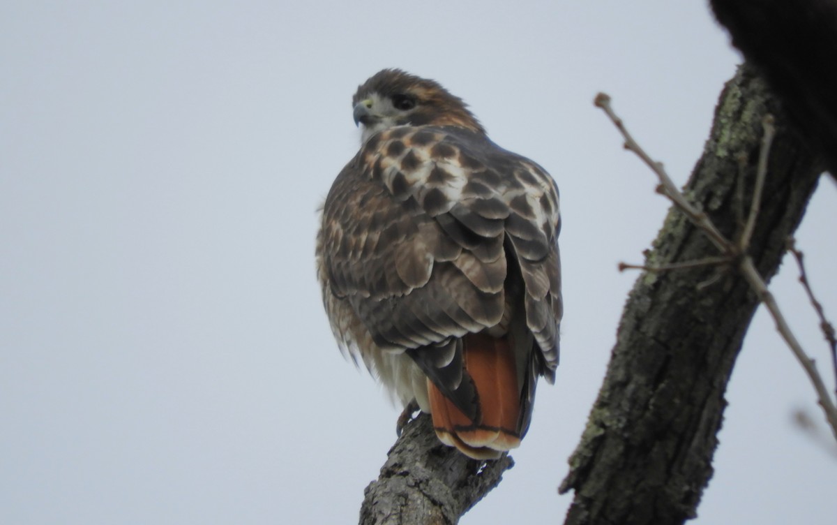 Red-tailed Hawk - ML646557283