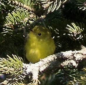 Wilson's Warbler - ML646557285