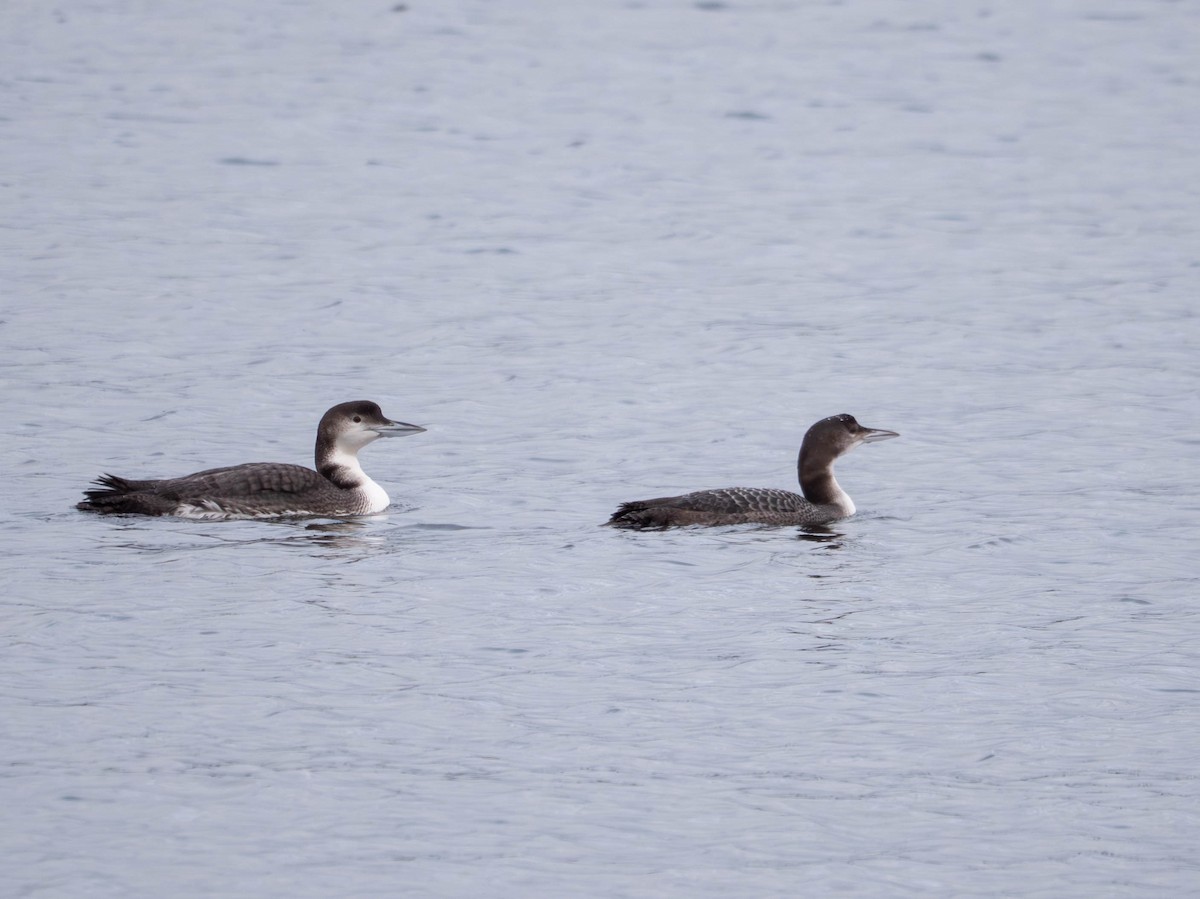 Common Loon - ML646557287