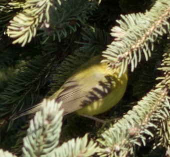 Wilson's Warbler - ML646557292