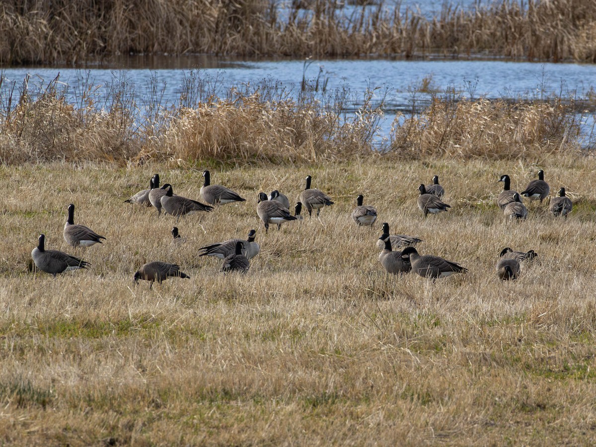 Kanadagans - ML646557294