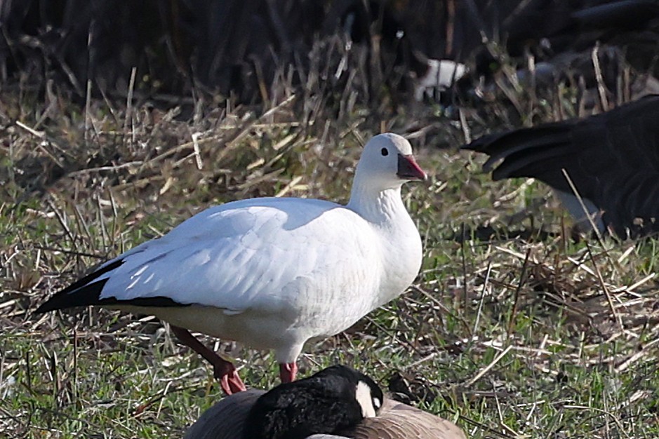 Ross's Goose - ML646557297