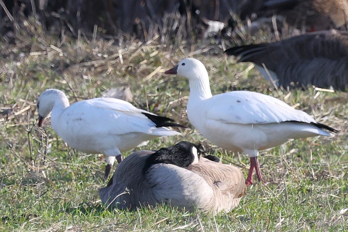 Ross's Goose - ML646557298