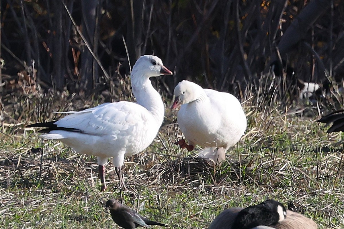 Ross's Goose - ML646557299