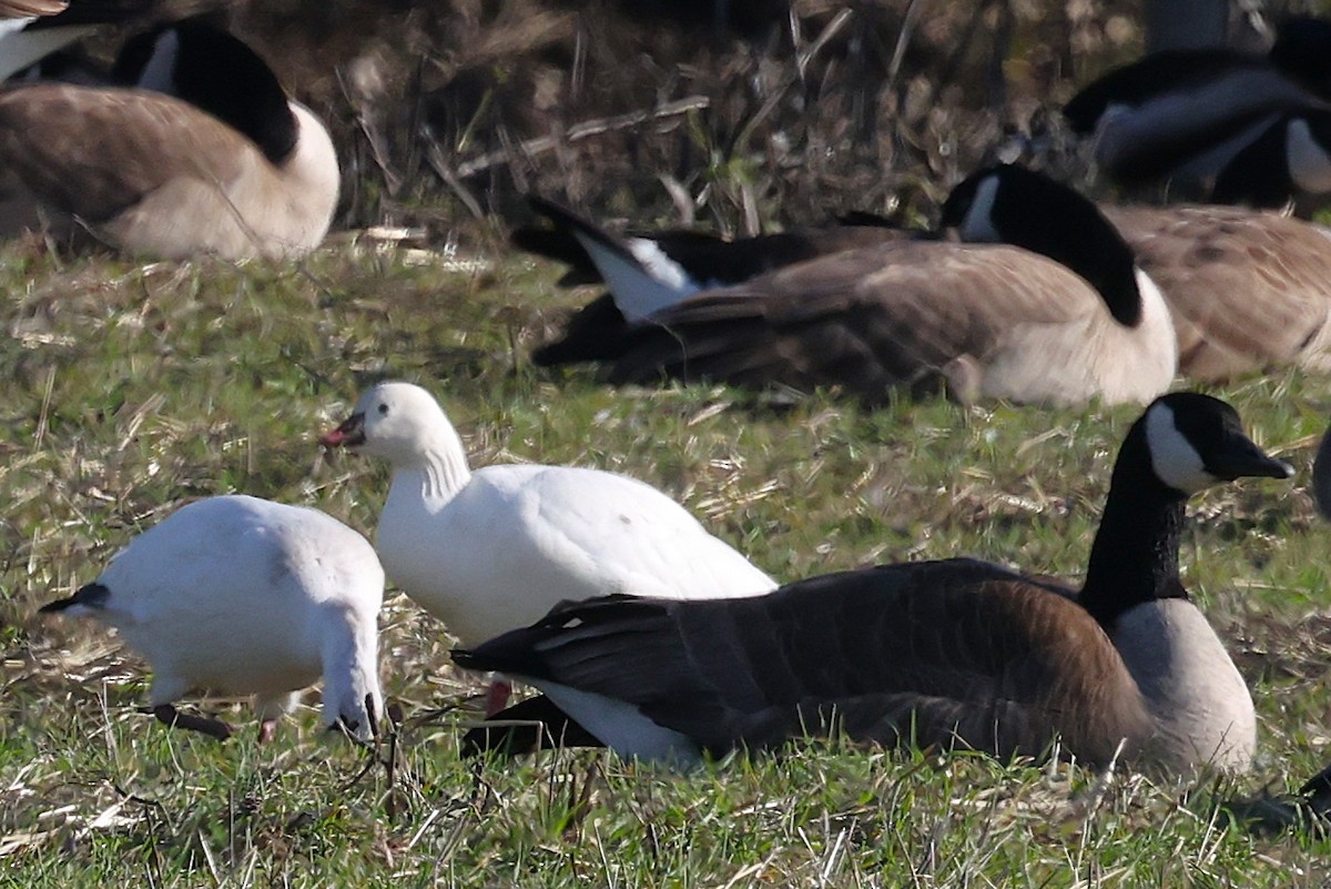 Ross's Goose - ML646557300