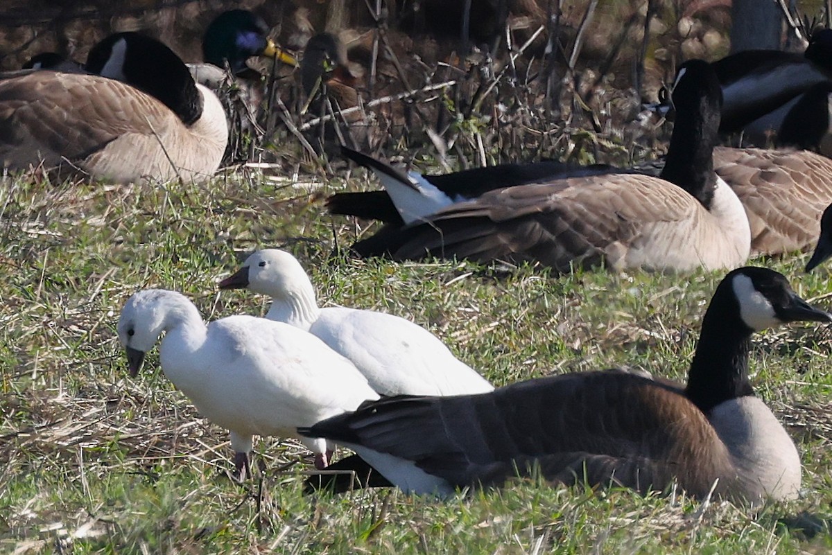 Ross's Goose - ML646557301