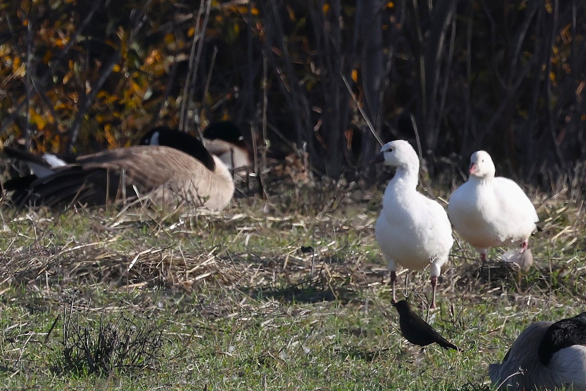 Ross's Goose - ML646557302