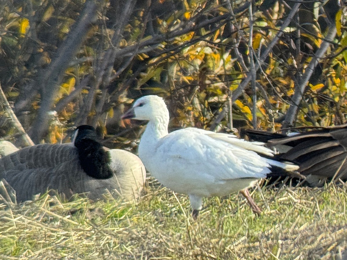 Ross's Goose - ML646557303