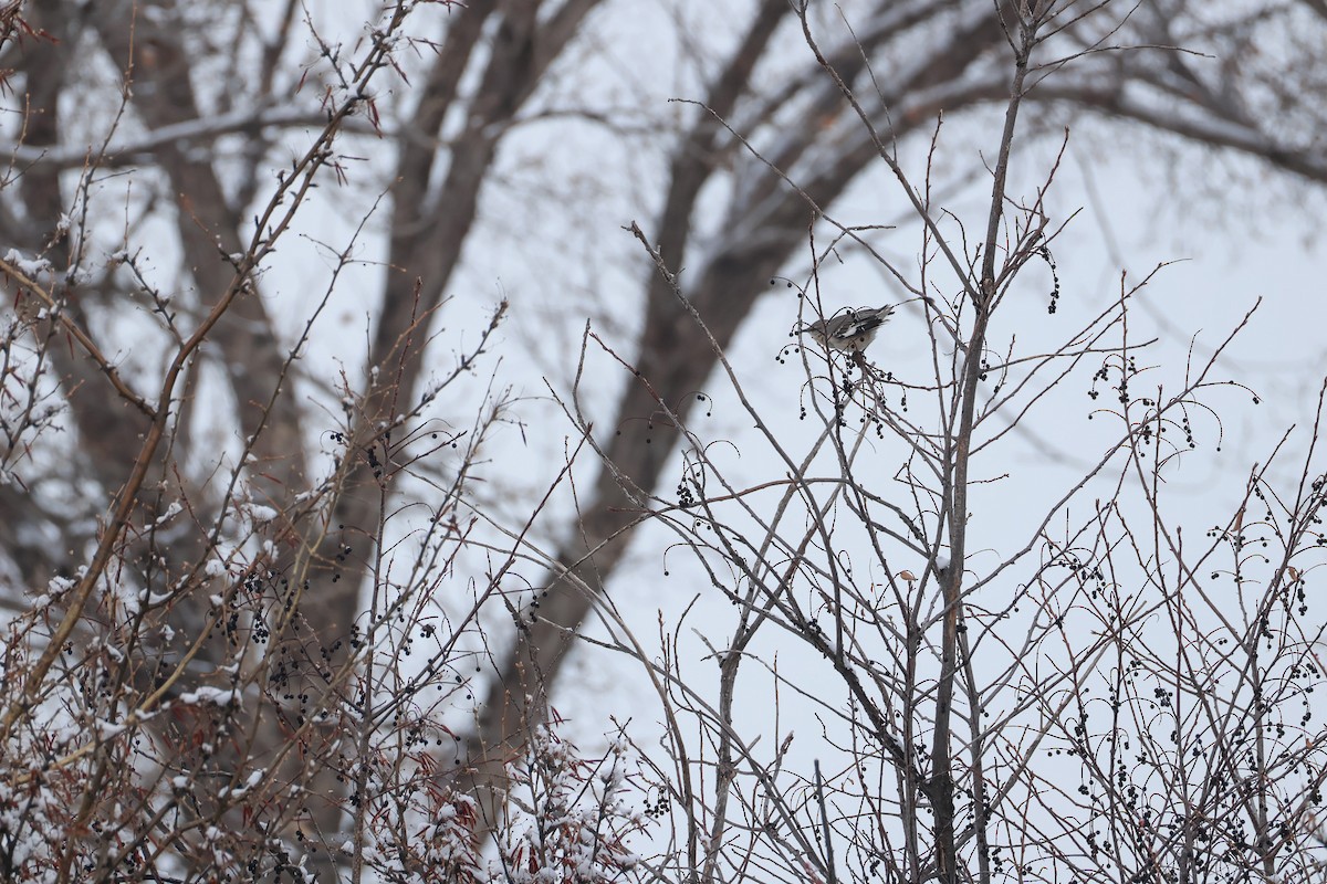 Gartenspottdrossel - ML646557304