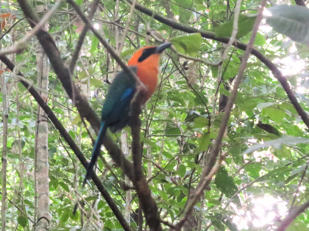 Rufous Motmot - ML646557305