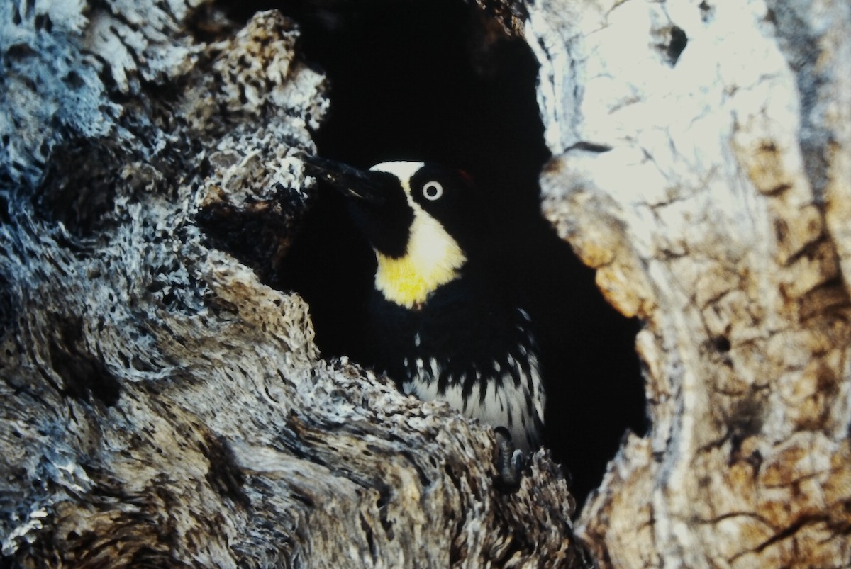 Acorn Woodpecker - ML646557306