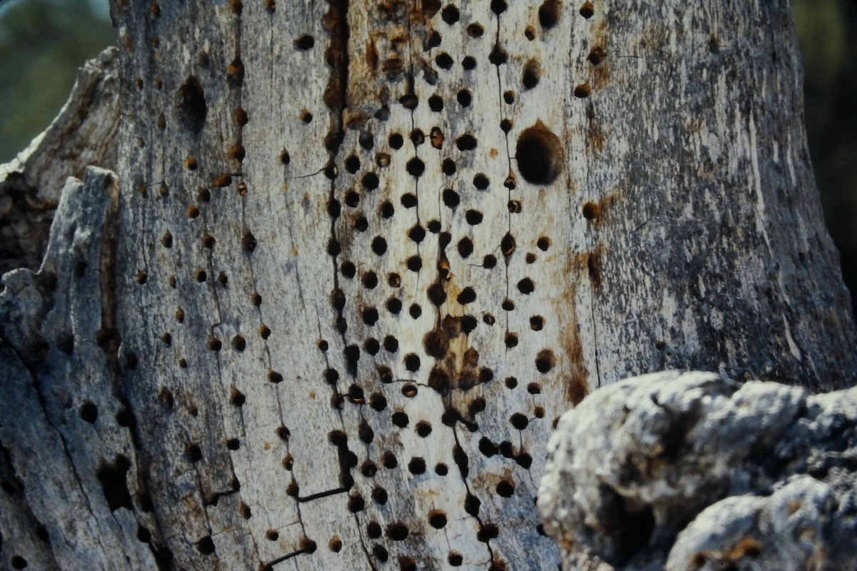 Acorn Woodpecker - ML646557307