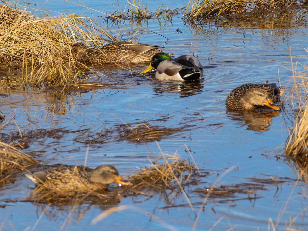 Stockente - ML646557308