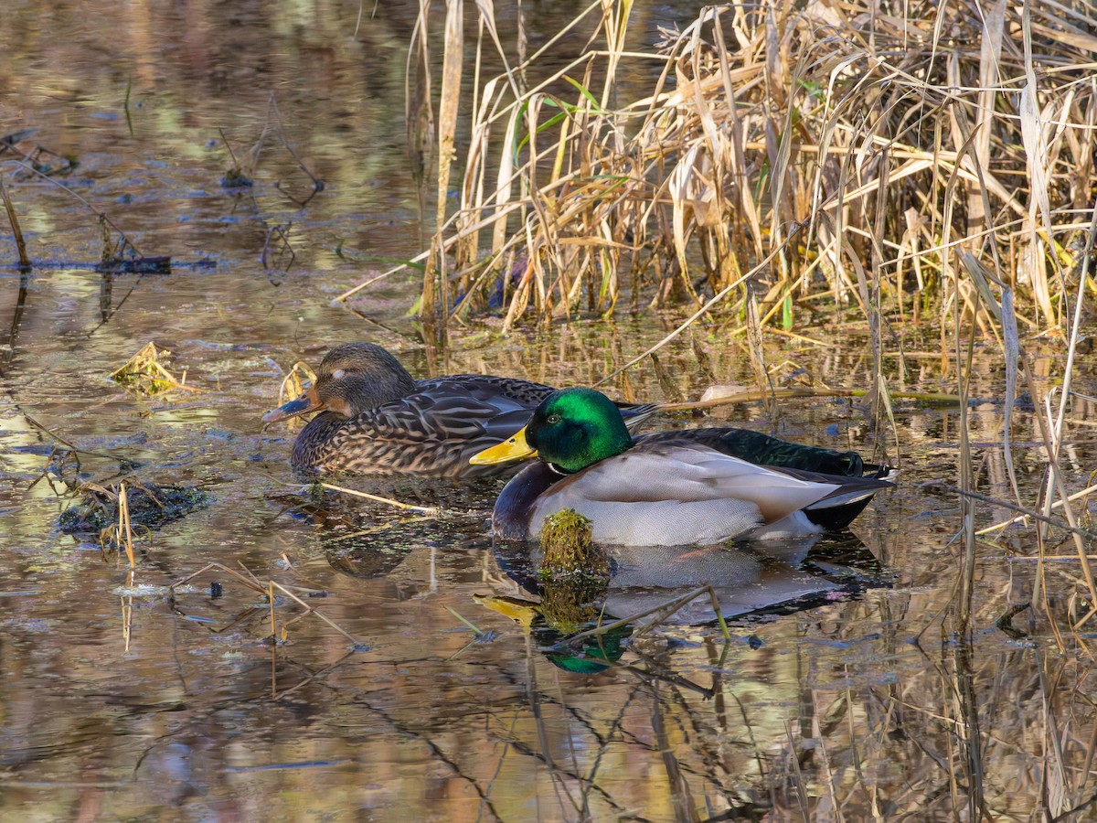 Stockente - ML646557309