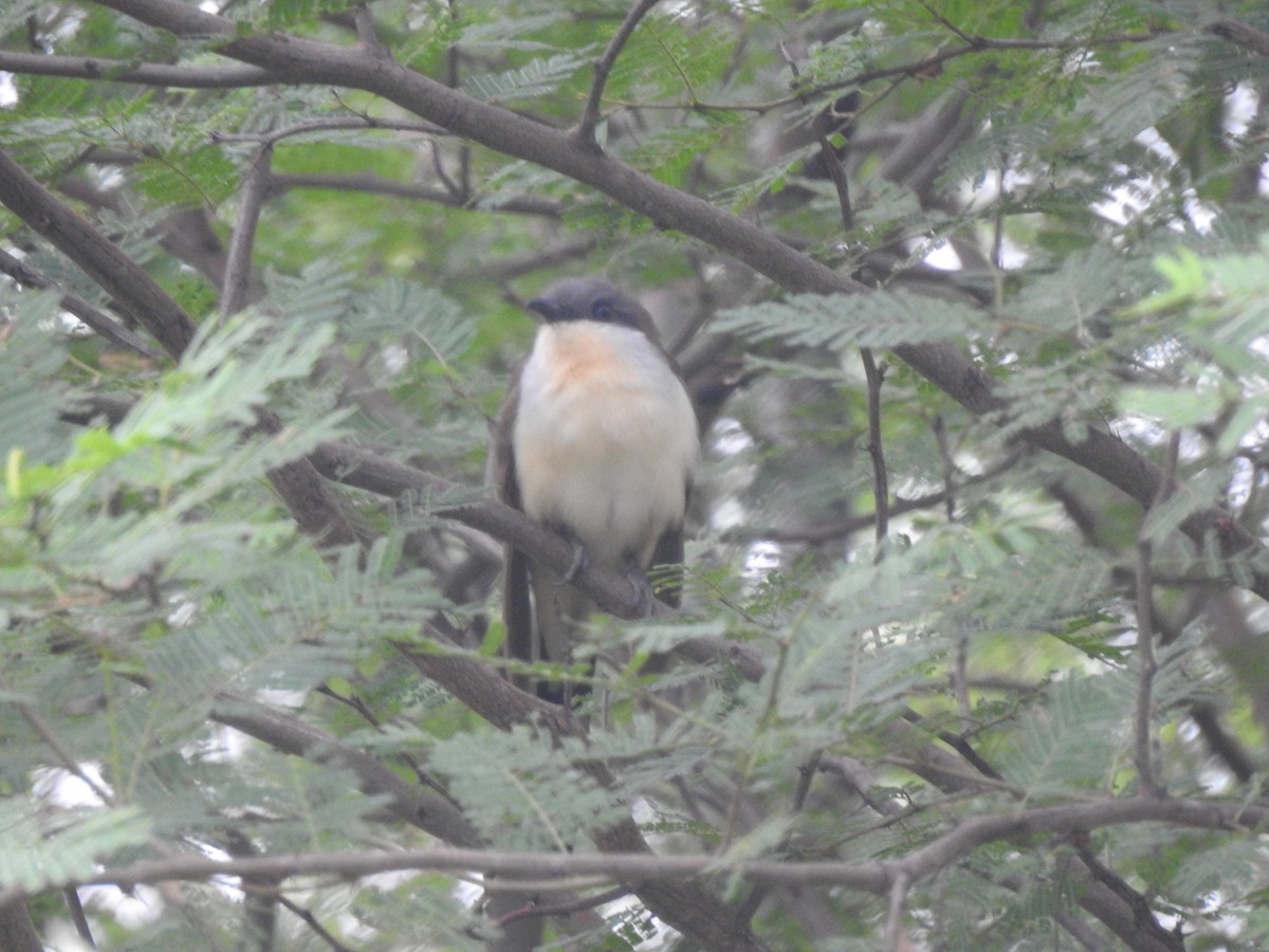 Кукліло бурий - ML646557311