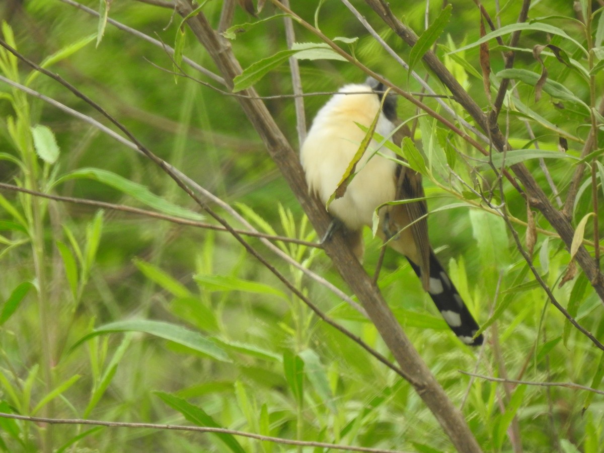 Кукліло бурий - ML646557313
