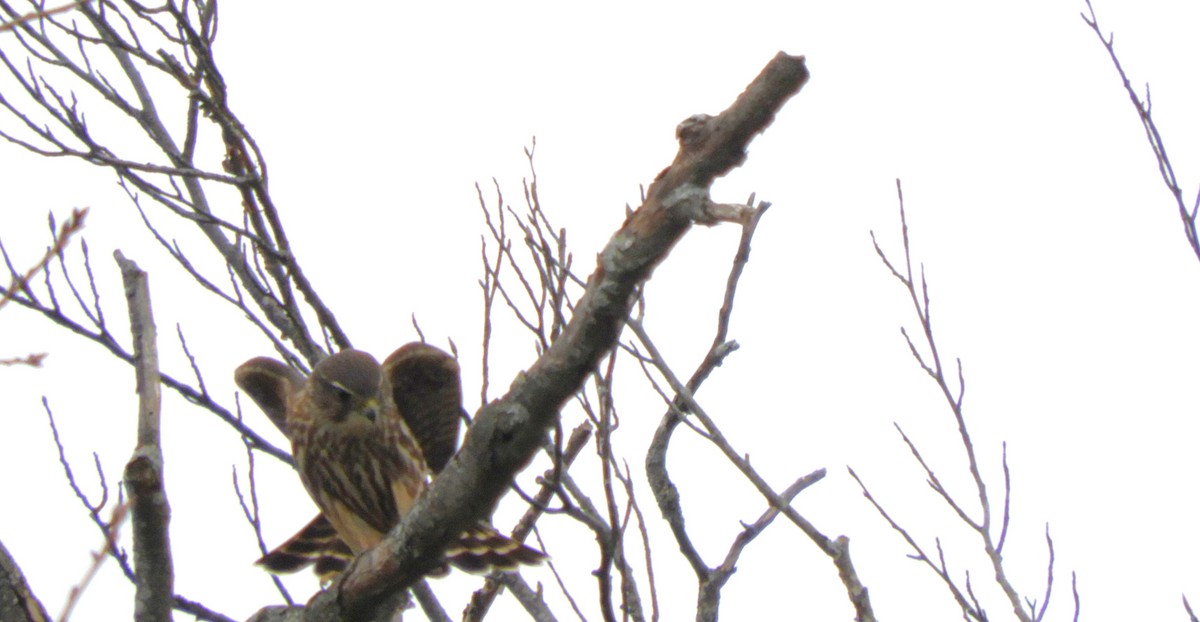 Merlin - ML646557314