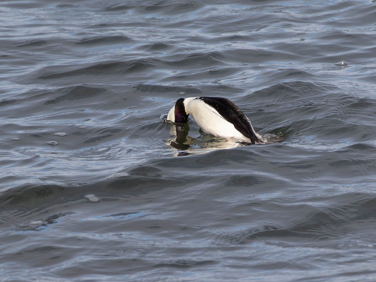 Büffelkopfente - ML646557317