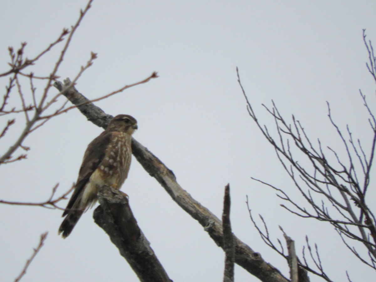 Merlin - ML646557318