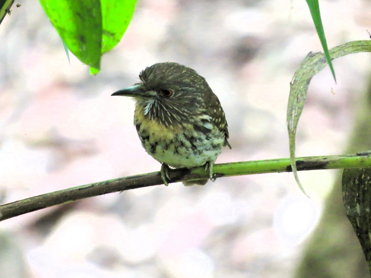 White-whiskered Puffbird - ML646557319