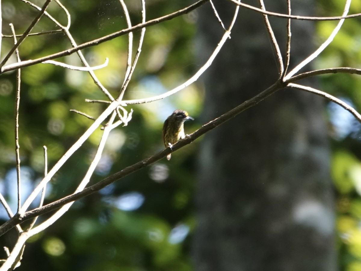 Bar-breasted Piculet - ML646557320