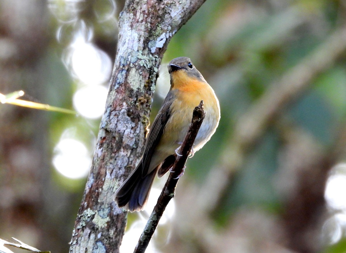 山藍仙鶲 - ML646557322