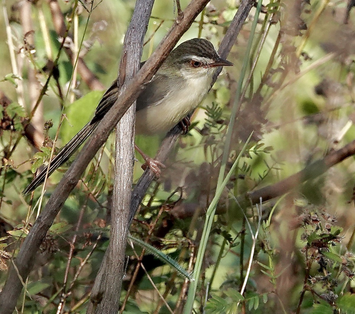 褐頭鷦鶯 - ML646557323