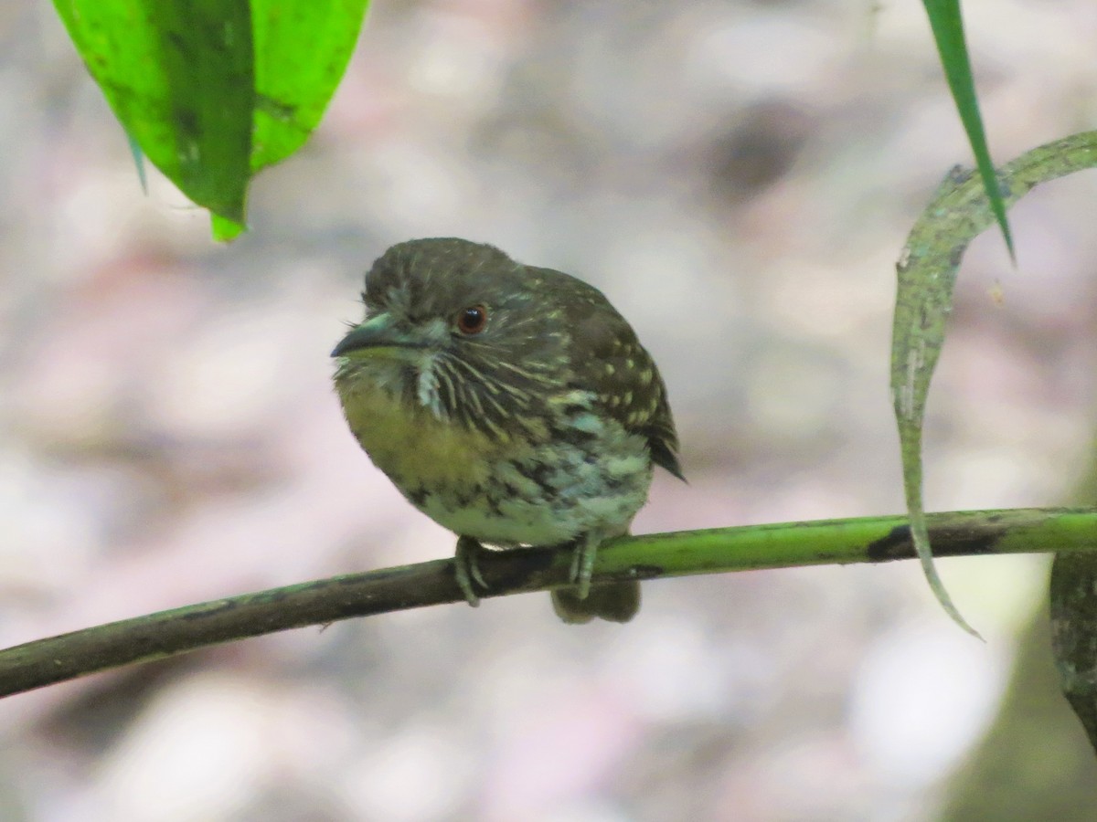 White-whiskered Puffbird - ML646557324