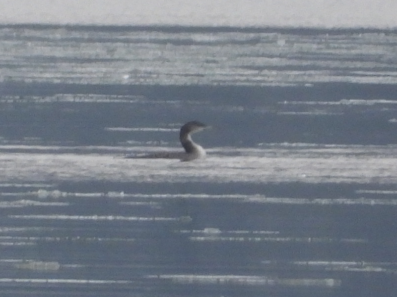 potáplice lední - ML646557325