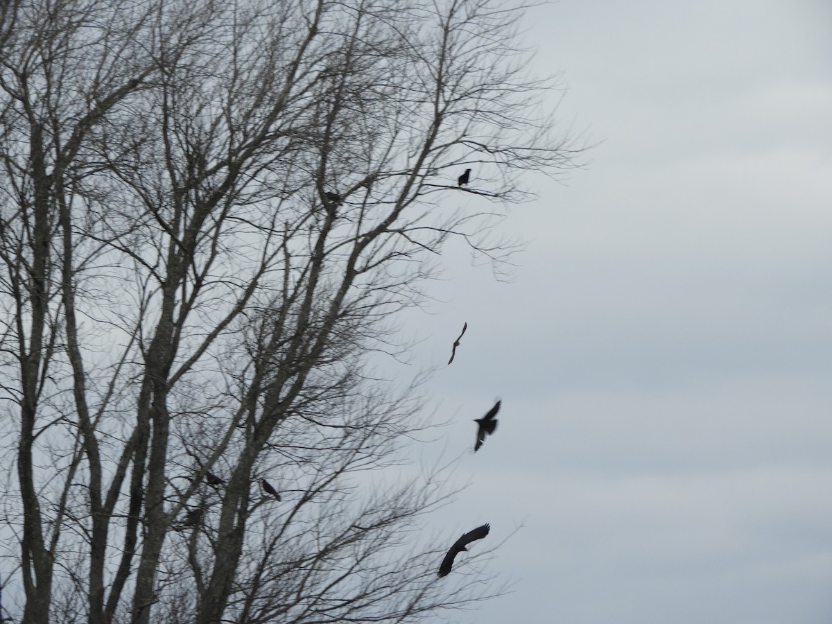 Merlin - ML646557326