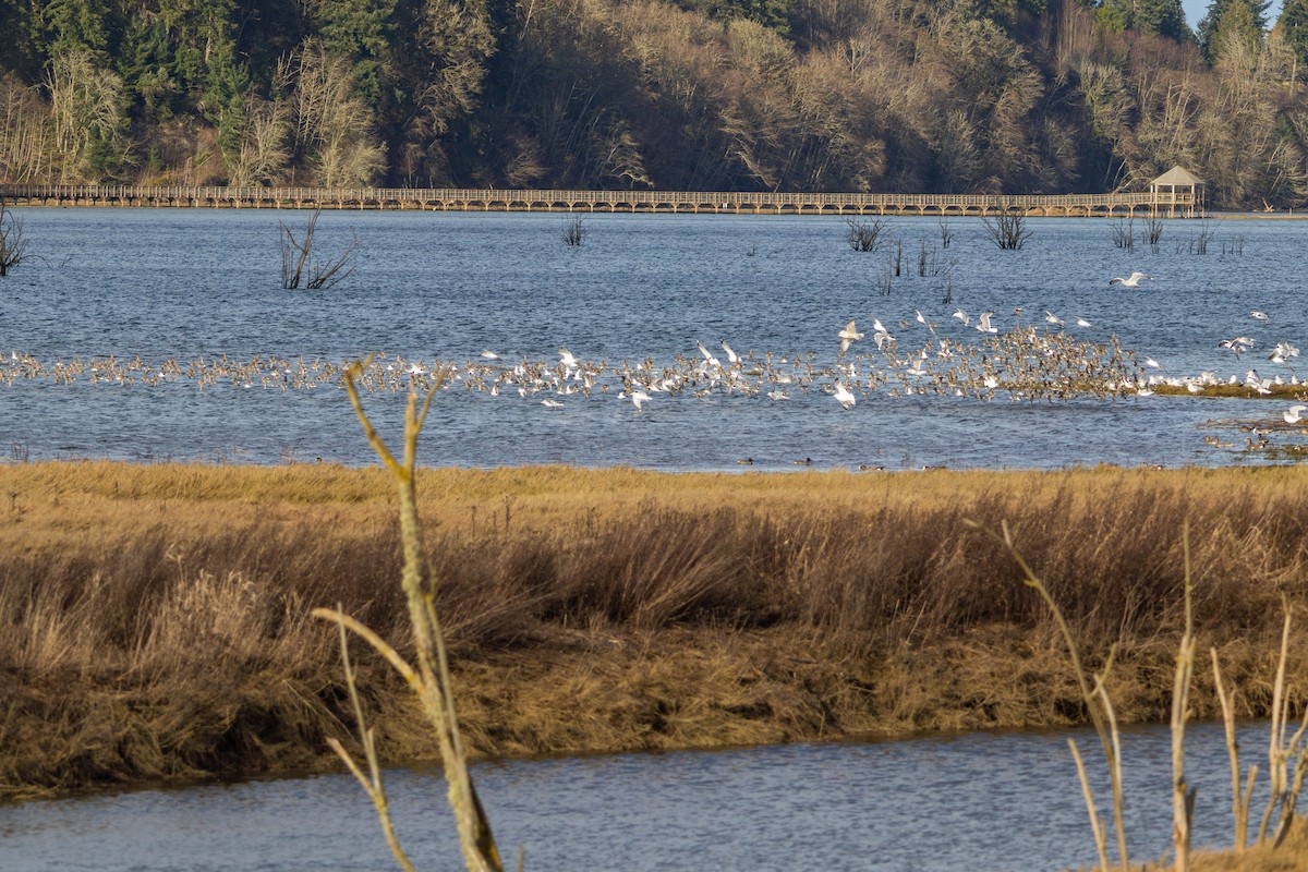 Alpenstrandläufer - ML646557327