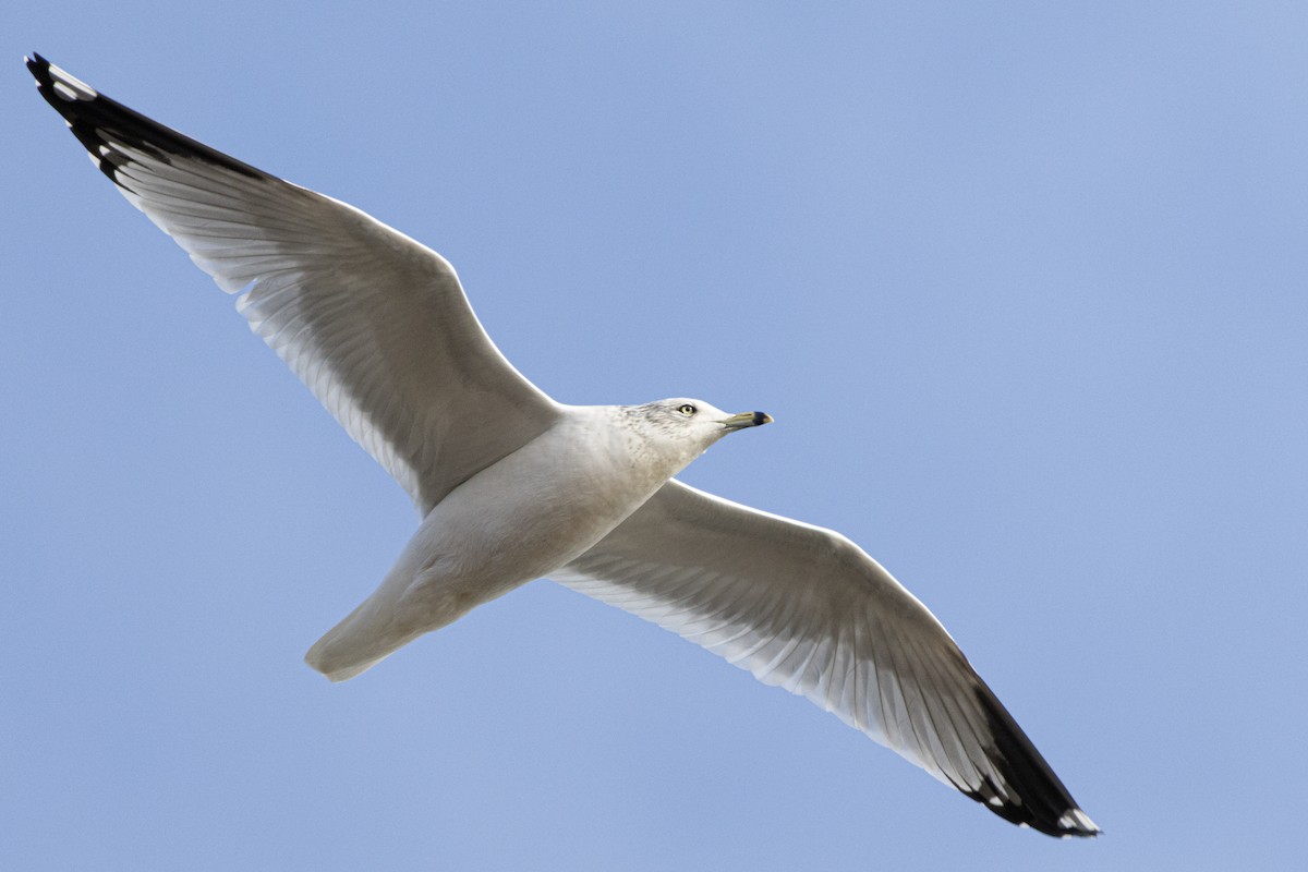 Gaviota de Delaware - ML646557328