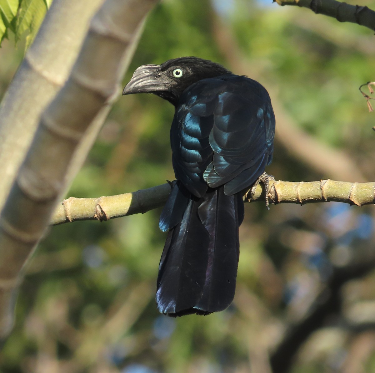 Greater Ani - ML646557329