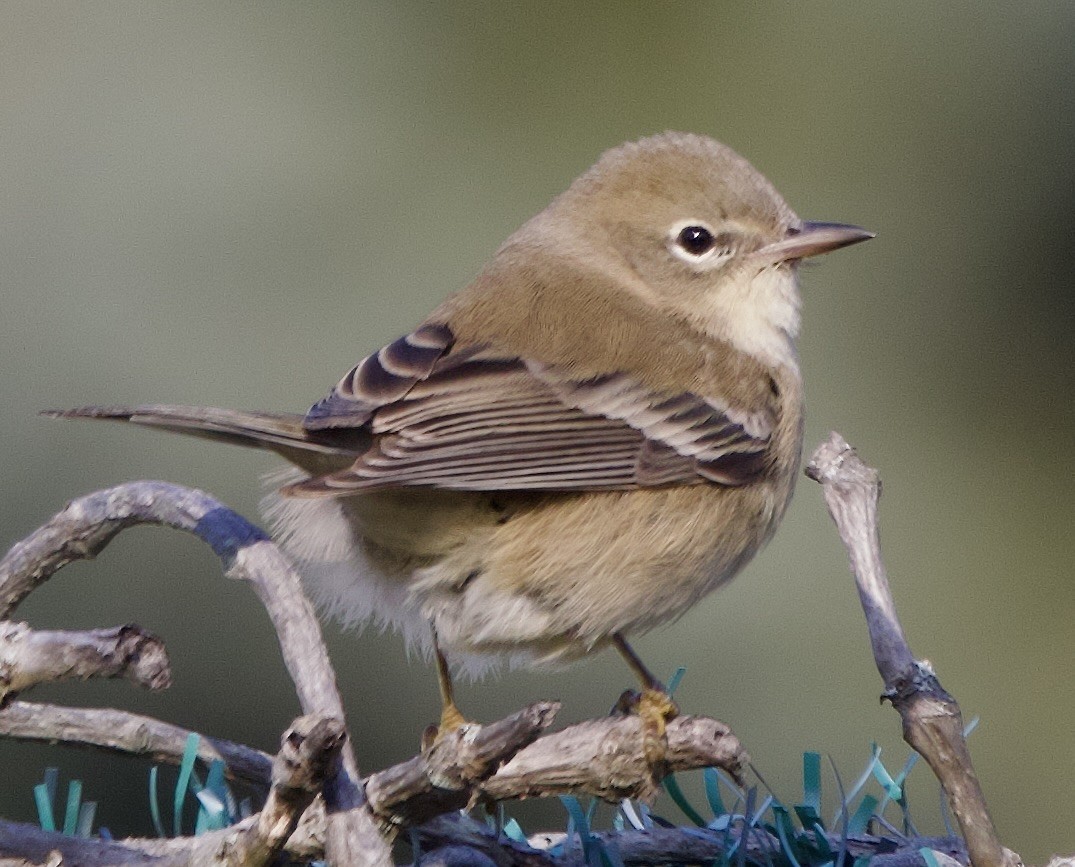 Paruline des pins - ML646557330