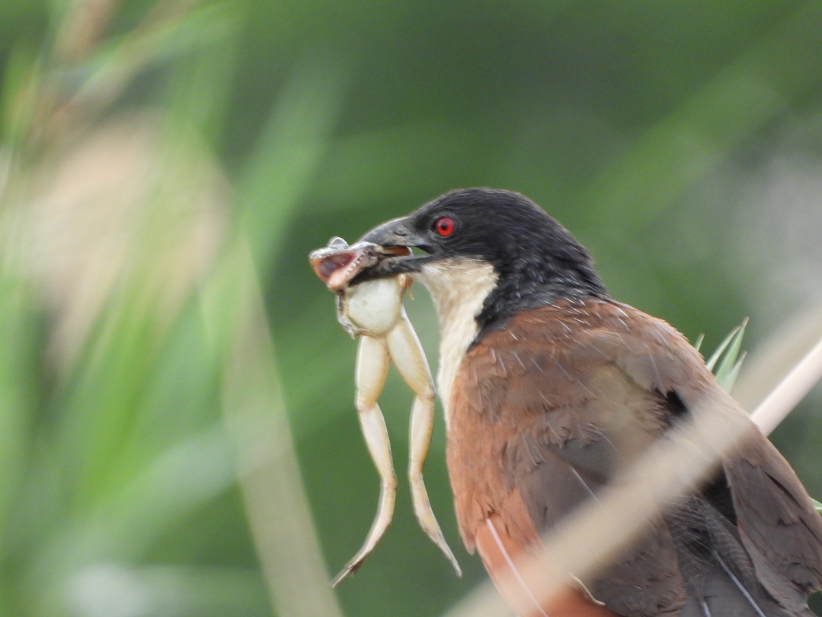 ドウイロオナガバンケン - ML646557331