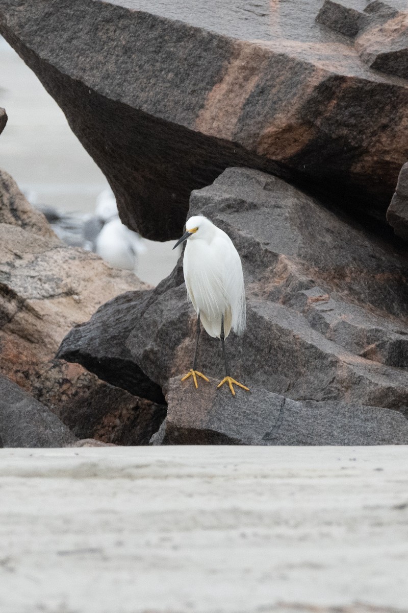 Snowy Egret - ML646557335