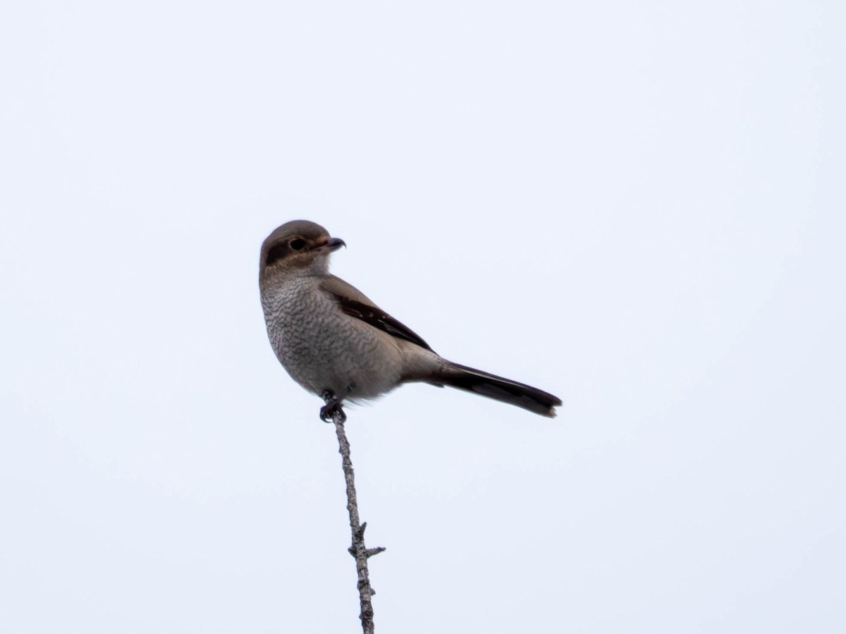 Northern Shrike - ML646557339