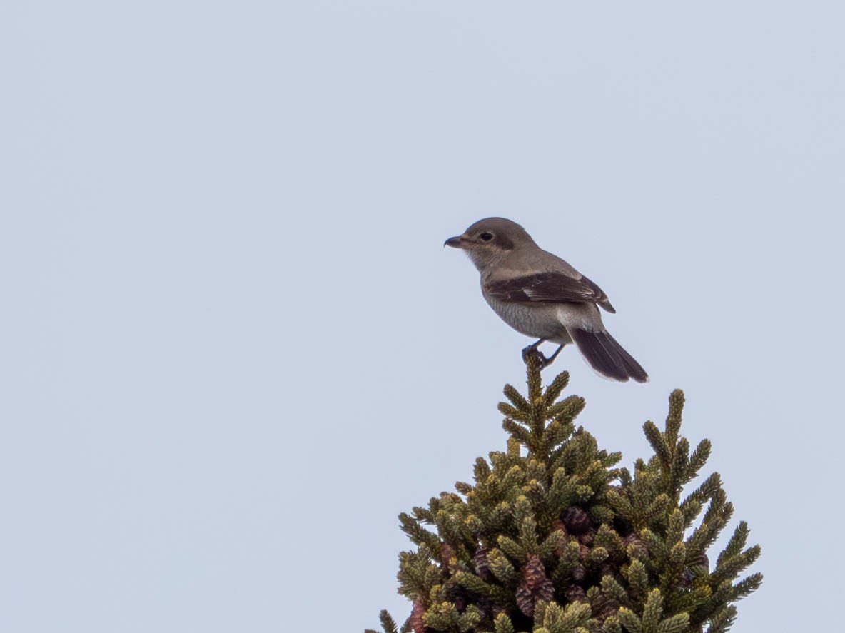 Northern Shrike - ML646557340