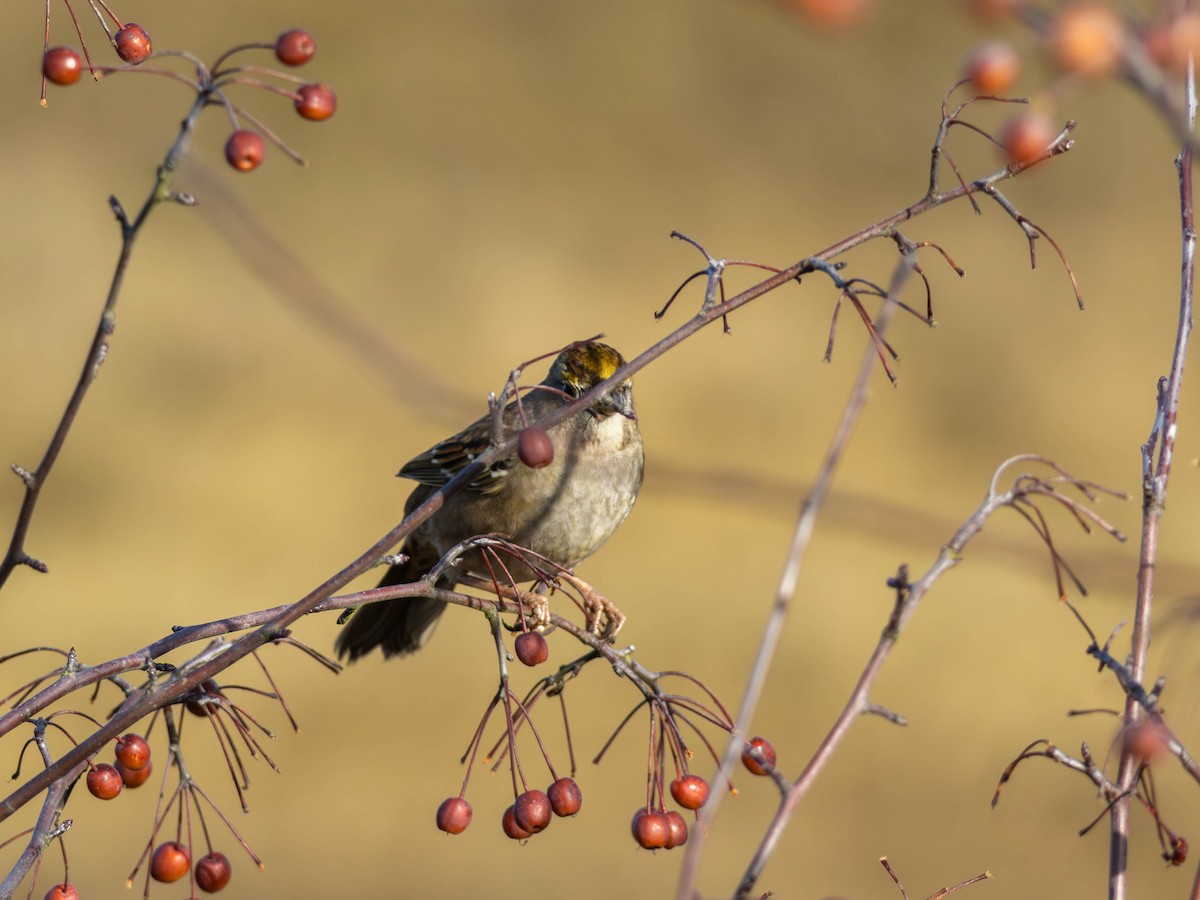 Kronenammer - ML646557341