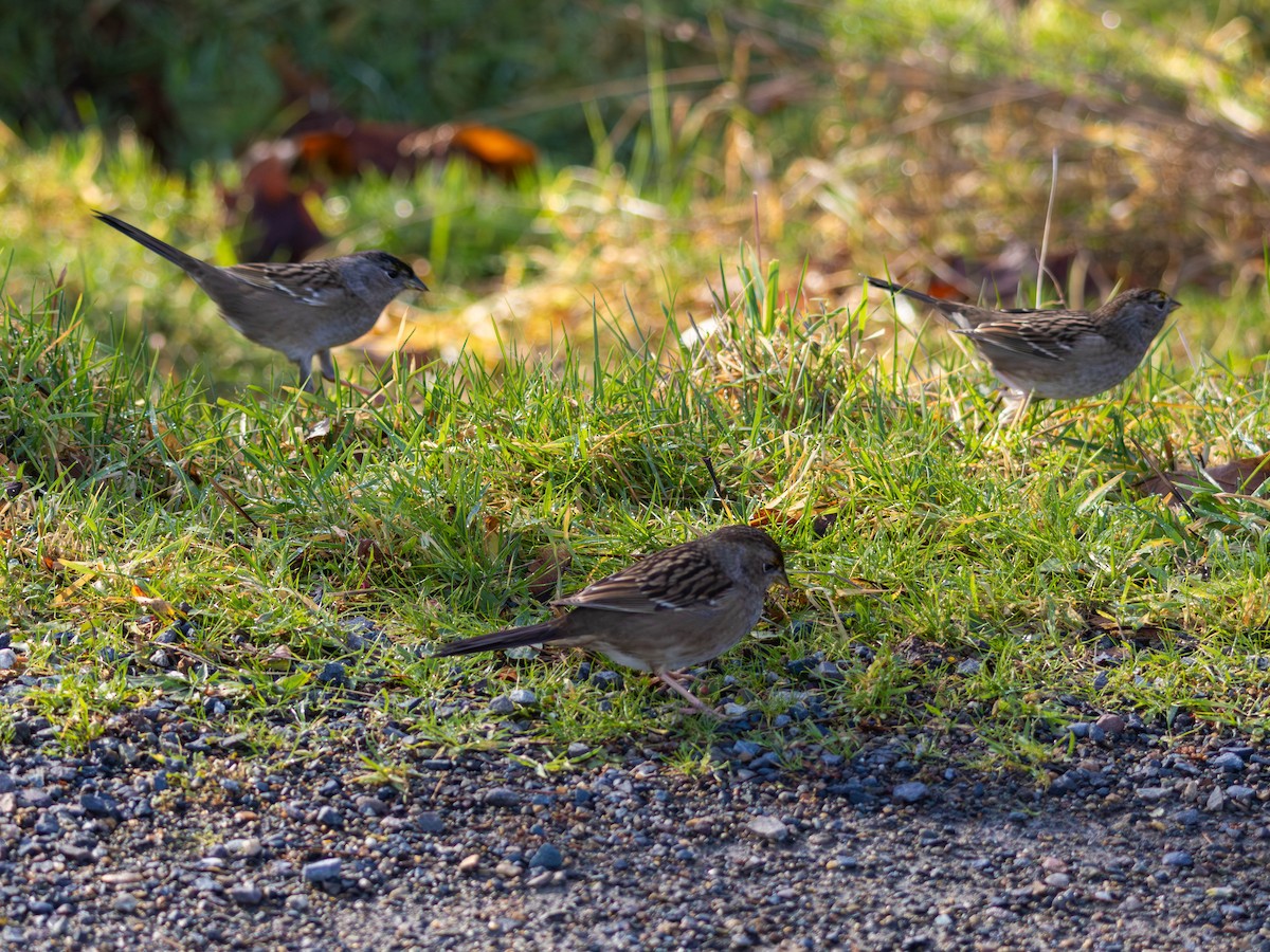 Kronenammer - ML646557342