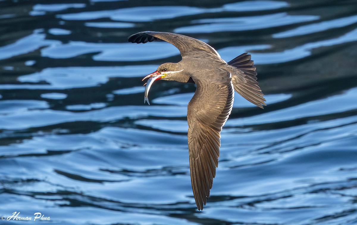 Inca Tern - ML646557343