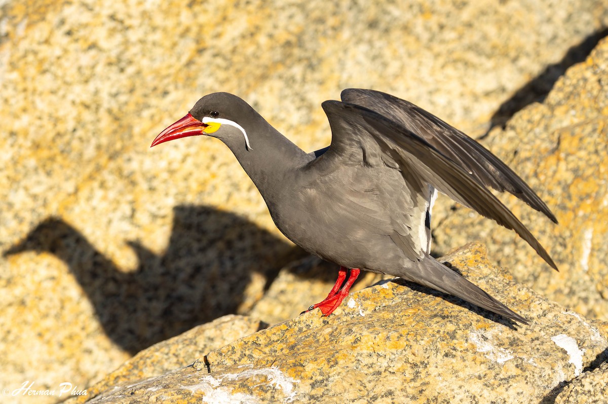 Inca Tern - ML646557344