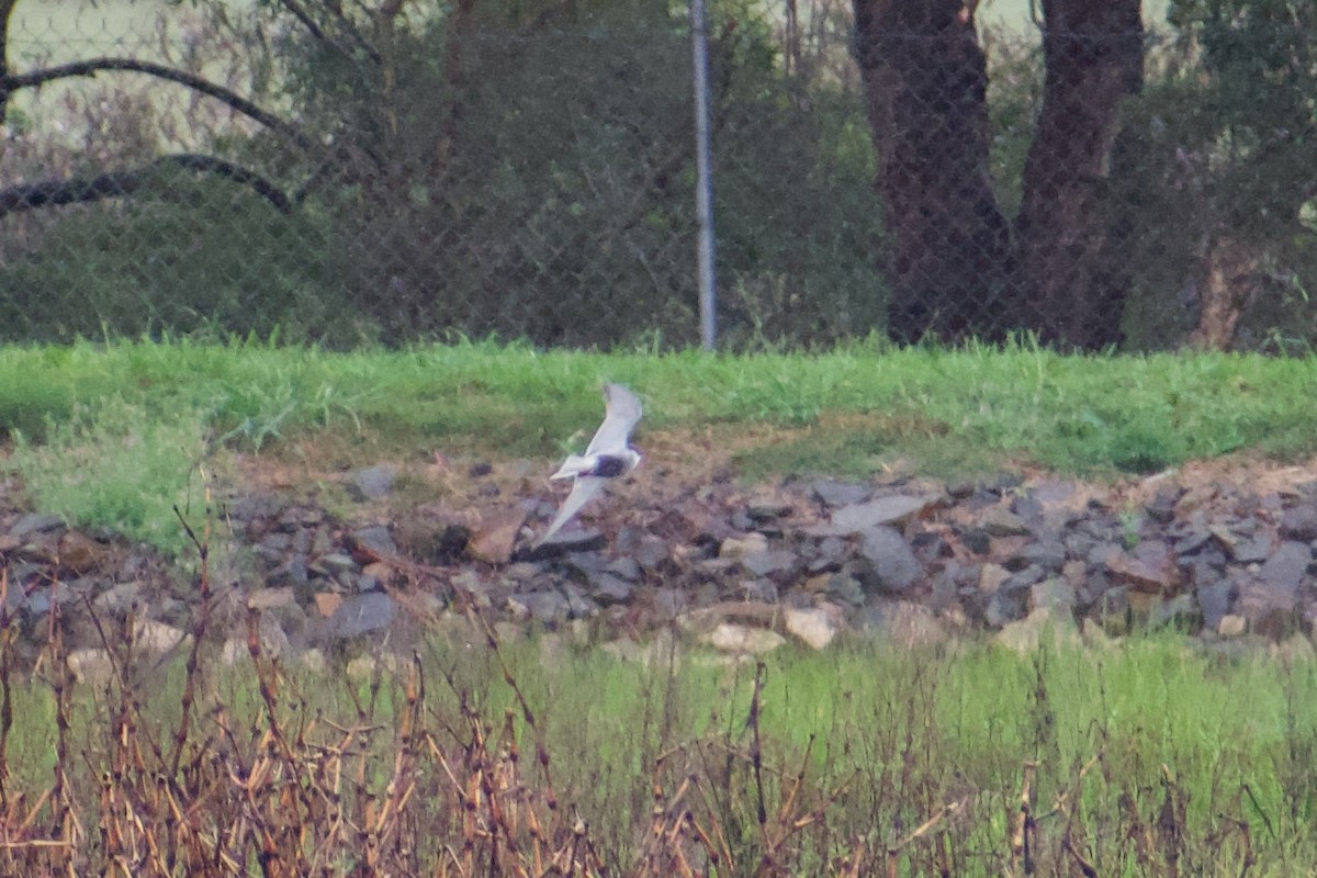 Whiskered Tern - ML646557345