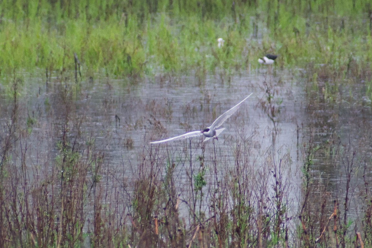 Whiskered Tern - ML646557347