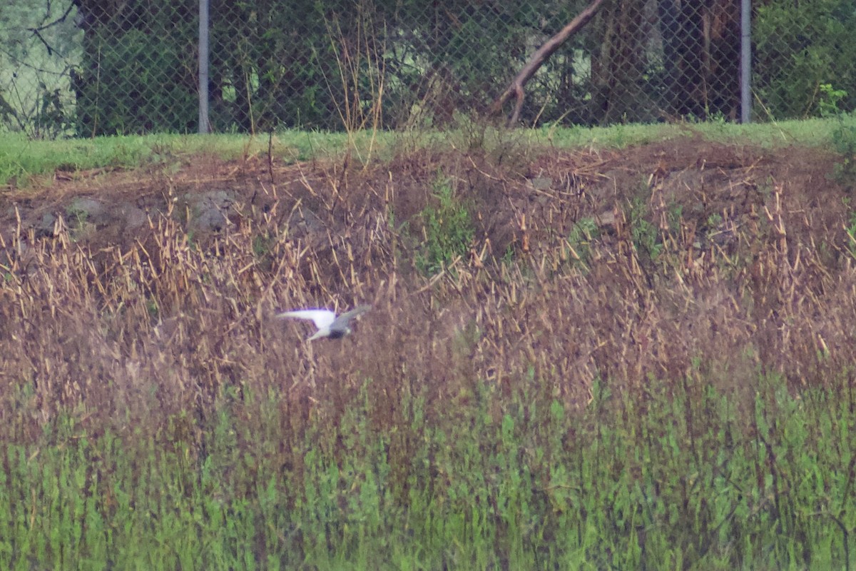 Whiskered Tern - ML646557348
