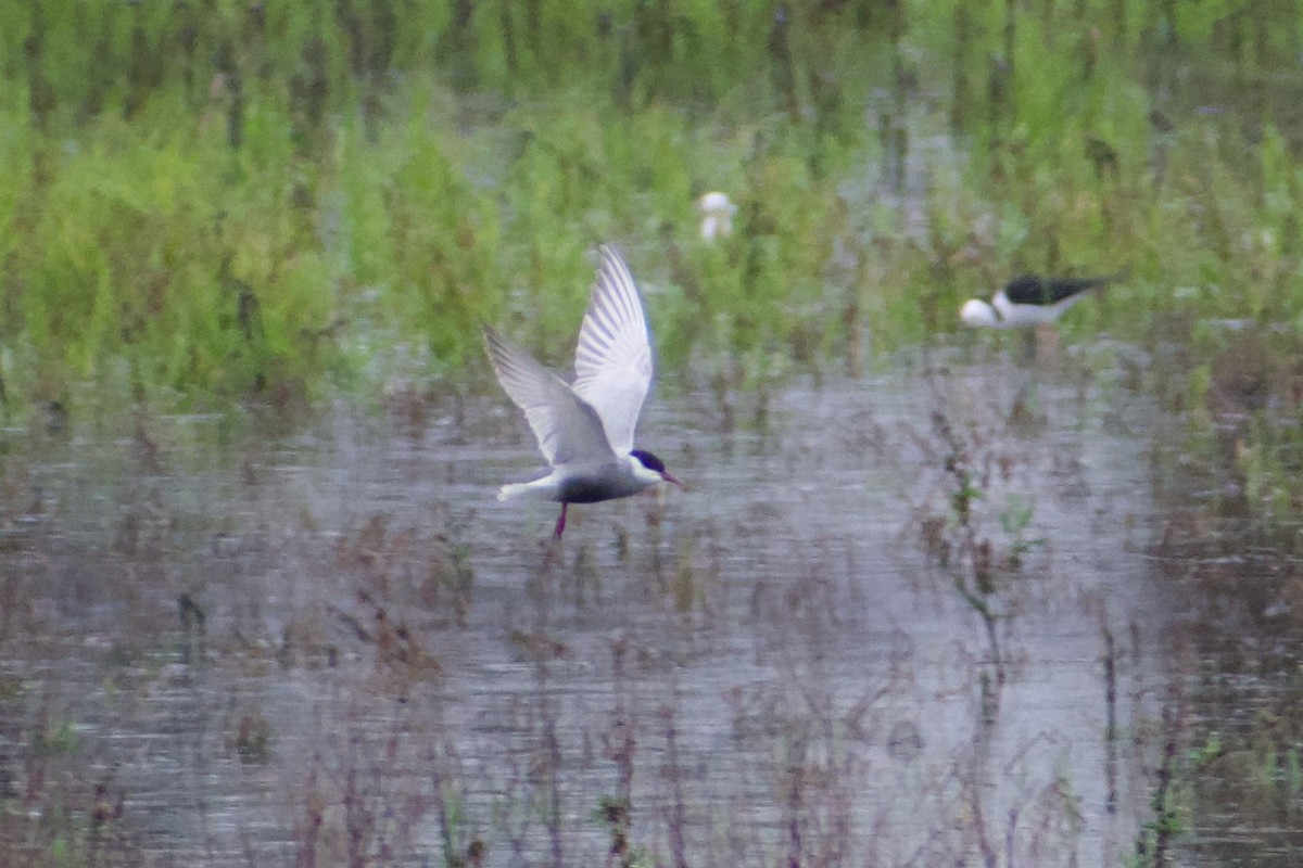 Whiskered Tern - ML646557349